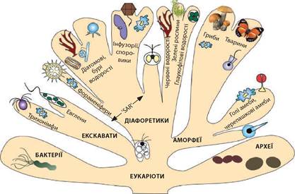 Сучасні погляди на систему еукаріотичних організмів | Тест з біології – «На  Урок»